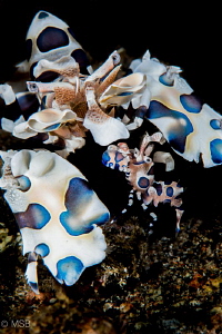 Baby harlequin under protection. by Mehmet Salih Bilal 